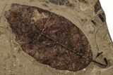 Fossil Plant (Alnus) Plate - McAbee, BC #253962-1